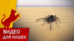 Видео для кошек - Муравей в пустыне (Ваш кот будет доволен!)
