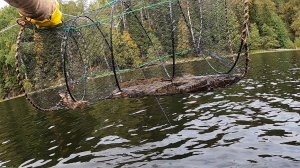 Налим попался в раколовку в озере. Перестановка раколовок. Лодка на крыше машины. Как ловить раков