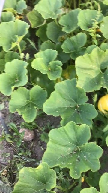 Ленобласть. Хвойное. 26.07.2024. Дача. Тыква