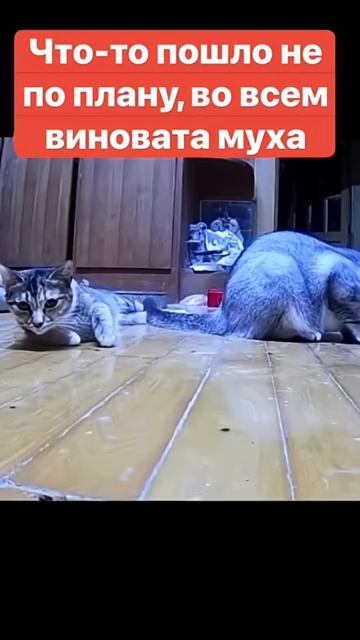 Муха устроила погром смотреть онлайн