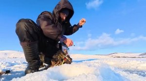 Жерлицы по иному и активный клёв окуня. Зимняя рыбалка январь 2026