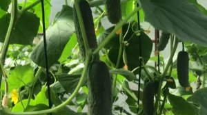 Какие СОРТА ОГУРЦОВ буду выращивать в этом году.