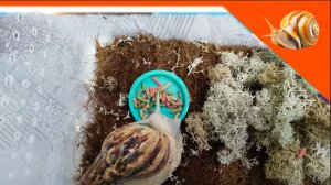 🐌 ДЛЯ ДЖЕКА ПРИХАЛИ КОРМОВЫЕ ПАЛОЧКИ! / РЕАКЦИЯ ДЖЕКА 🐌