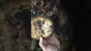 Немецкая фляга пролежала 80 лет, раскопки по войне