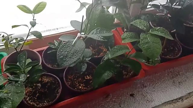 Опрыскивание цитрусов витаминами Феровит — природный хелат железа, стимулятор роста растений