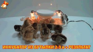 Инкубатор в пластиковой бутылке и результат эксперимента с цыплятами 🐣🐤🐥