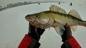 ТОЛЬКО ПРОБУРИЛ ЛУНКУ и СРАЗУ ТАКОЕ ! КРУПНЯК ОДИН ЗА ДРУГИМ ! ЕСЛИ ТОЛПА УВИДЕТ СНЕСУТ !