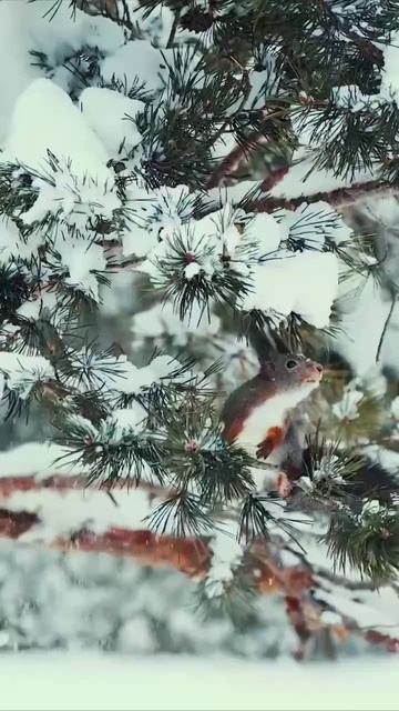 БЕЛОЧКА НА СНЕЖНЫХ СОСНАХ смотреть онлайн