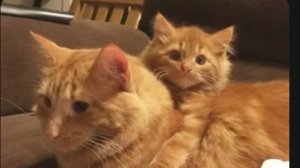 извините но я пришла