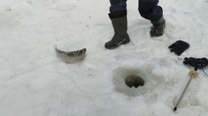 Форель на пасту. Основной водоём.