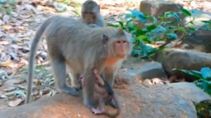 Когда время и место макашонку повиснуть на груди у матери    1000043025.mp4