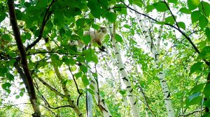 Марсик... всё выше, и выше, и выше...