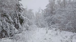 Зимние снежные кружева в лесу.