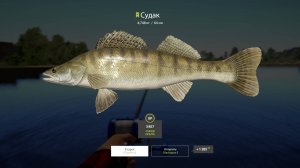 Играем Russian Fishing 4 ловим судака и другую рыбку на р.Волхов.