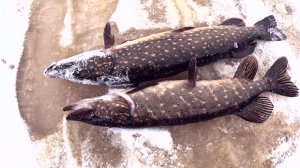 Жерлицы всегда выручат. Ловля щуки на зимние жерлицы