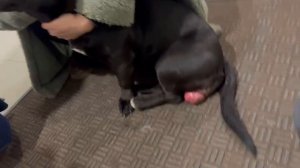 ПОМОГИТЕ СПАСТИ ПИТБУЛЯ РОКСИ 🆘
Рокси выбросили, когда она заболела и стала «непригодна "