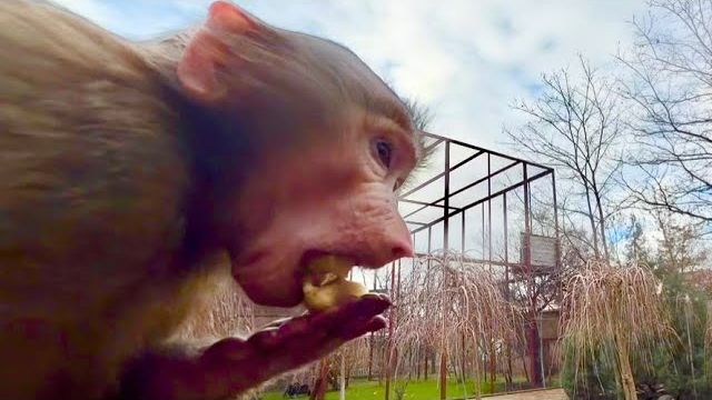 Анфиса банан просто запихивает в себя на глазах у Люси, Степы и Мани😃 смотреть онлайн