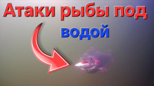 Я В ШОКЕ! Ловил форель а поймал это!