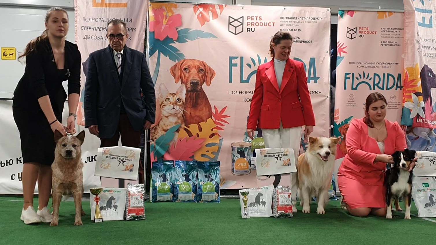 21.12.2025, СПб. Клуб "Звезда Невы". Выставка САС 1 группы FCI смотреть онлайн