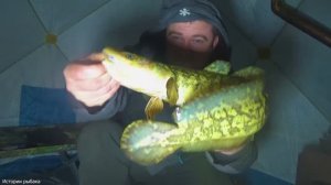 Налим на стукалку. Самая вкусная готовка налима