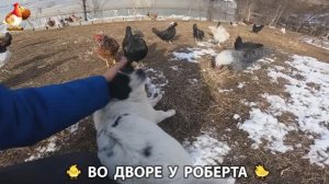 Содержание кур в домашних условиях и других птиц во дворе у Роберта 🐣🐤🦆🐔🪿🦃 (387)