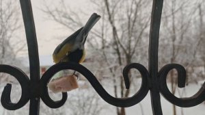 Синицы едят сало