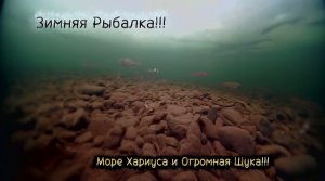ЗИМНЯЯ РЫБАЛКА!!! ТУЧА ХАРИУСА и ОГРОМЕННАЯ МАМКА!!!