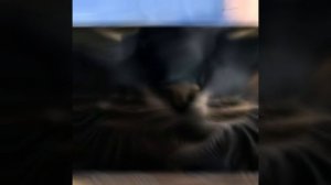 Матвей фреш эдит (напишите в комы вопросы на которые я отвечу)