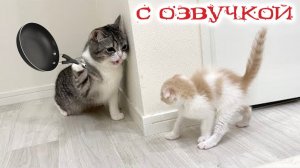 Приколы с котами! С ОЗВУЧКОЙ! Самые смешные животные! СМЕШНЫЕ КОТЫ  и собаки! ДО СЛЕЗ!
