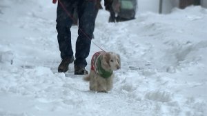 Под ударом стихии: появились кадры последствий обрушения снегопадов на регионы России.
