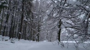 Прогулка по зимнему лесу. Хруст Снега и Пение Птиц для Релаксации.