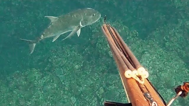 Подводная охота / Акула-собака, барракуда, покушение акулы смотреть онлайн