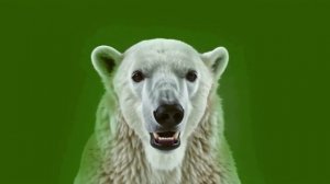 Белый медведь 3_encoded