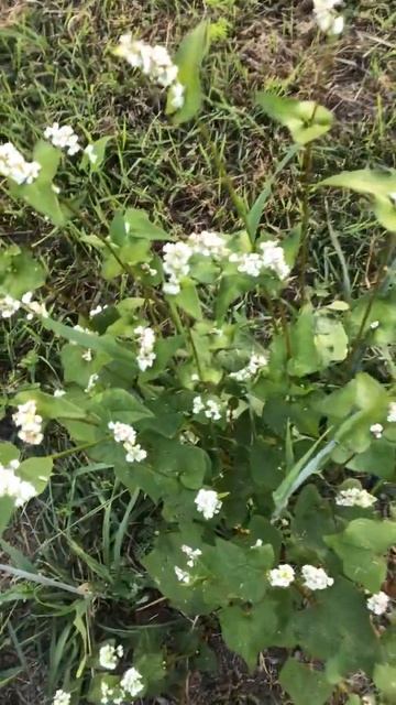 Ленобласть. Хвойное. 26.07.2024. Цветы на даче. Цветущий кустик гречихи