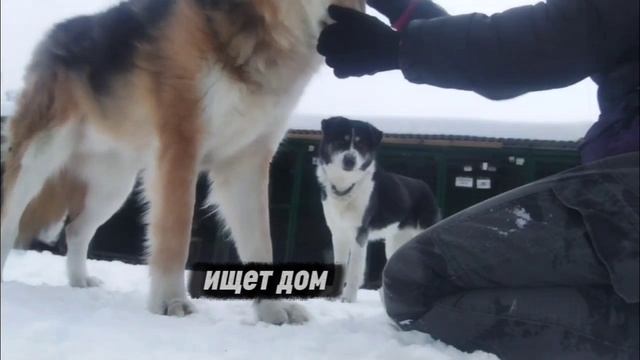 Фокс: история доверия написанная терпением