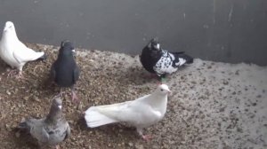 БАКИНСКИЕ ГОЛУБИ САЛАВАТА НУХОВА. ЧАСТЬ 8.