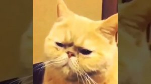 ПРИУНЫЛ (ПРИКОЛ С КОТОМ)