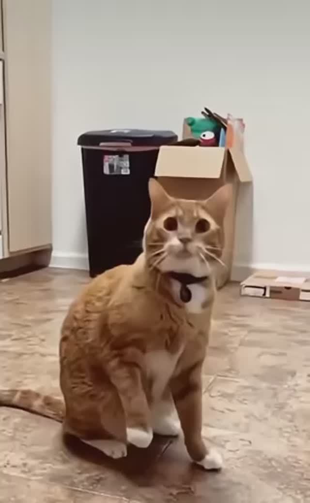 Самые смешные 🤣 котики смотреть онлайн