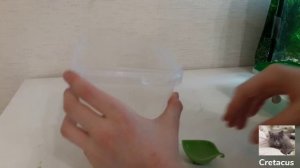 Мою террариум виноградных улиток. Кормление улиток!