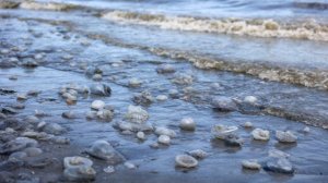 Власти РФ подготовят предложения по добыче медуз в Азовском море