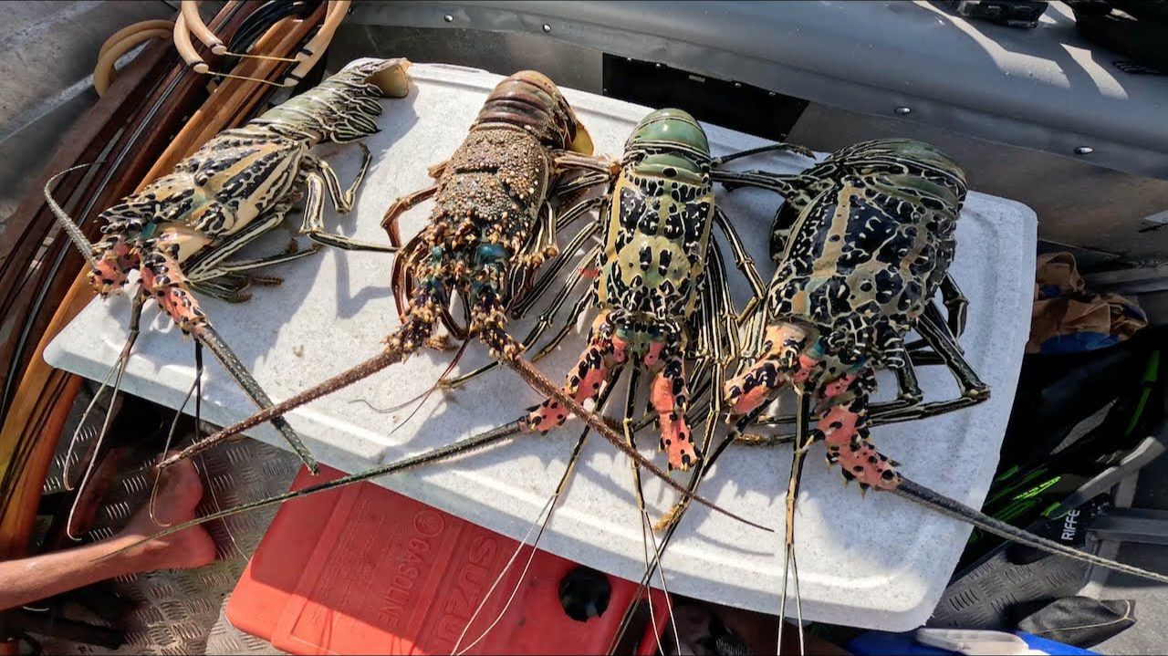 Подводная охота на рифе в 40 км от острова Палм, Квинсленд смотреть онлайн