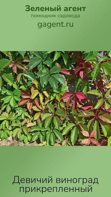 Девичий виноград прикрепленный — Зеленый Агент