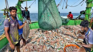 Отлично🤩 ТОННЫ КАЛЬМАРОВ в одном трале! | Приготовление свежего океанского рыбного карри в море