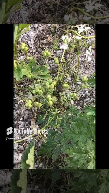 Ленобласть. Хвойное. 26.07.2024. Дача. Кориандр (кинза) цветущая и с семенными коробочками