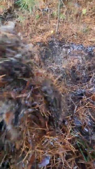 Хвойный опад очень ценная составляющая при посадке гортензий, хвойных и голубики!