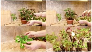 Разборки с колеусами.