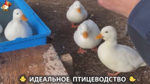 Идеальное птицеводство достойно восхищения 🐓🦆🦢🦚🦃🐔 эпизод (436)