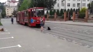 Невозмутимый пёс на рельсах.