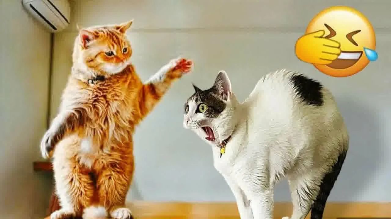 ПРИКОЛЫ С ЖИВОТНЫМИ😺🐶 | СМЕШНЫЕ КОТЫ и СОБАКИ😂 смотреть онлайн
