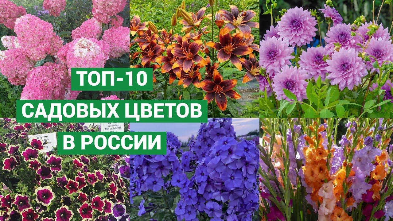 Самые популярные садовые цветы в России смотреть онлайн